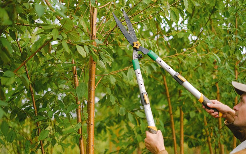 Tree trimming in Citra, FL